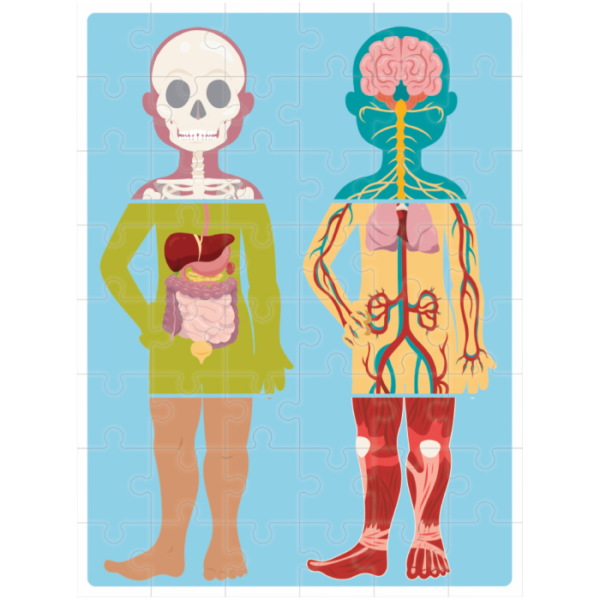 BOX de Aprendizagem - Grandes Ideias: Genial Corpo Humano - Image 3